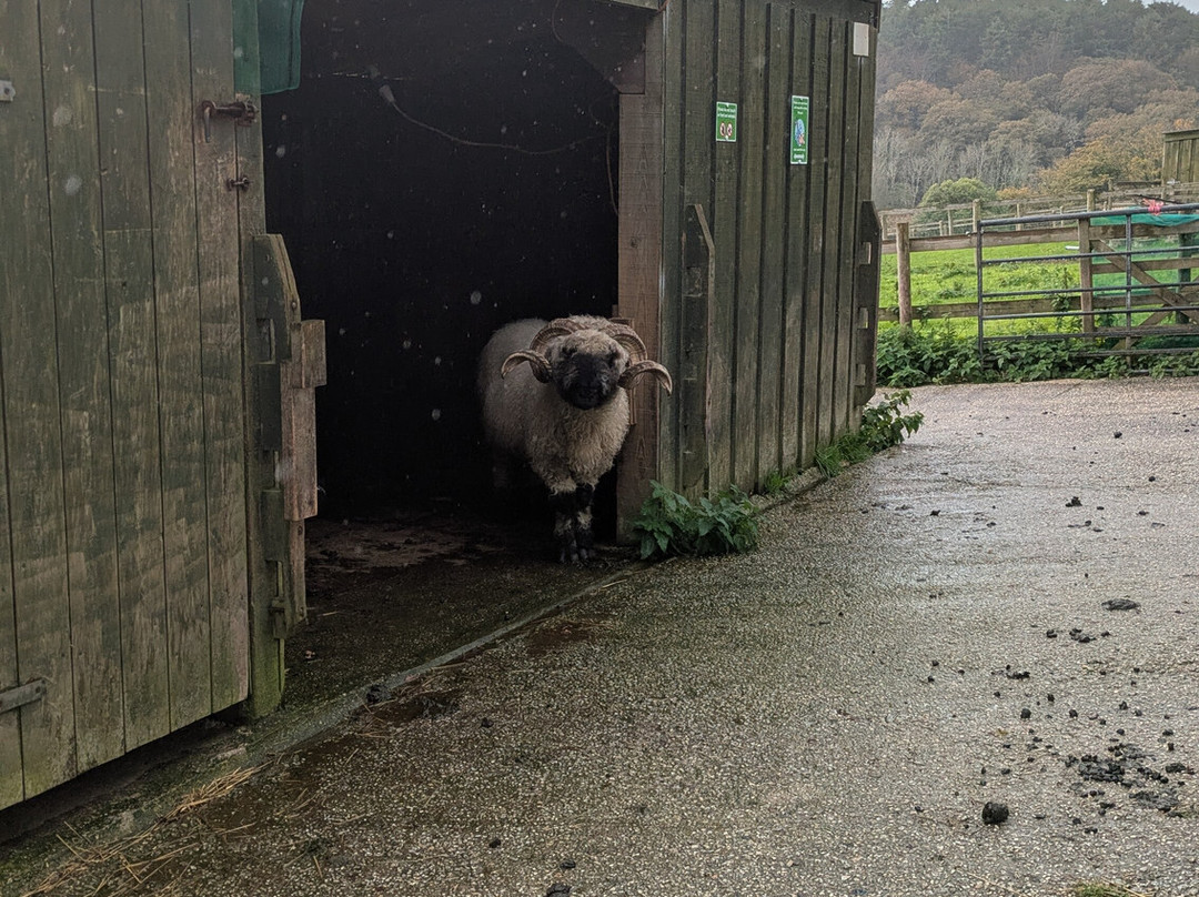 Cornish Seal Sanctuary,SEA LIFE Trust-Gweek必去景点