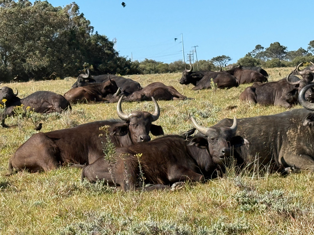 Kragga Kamma Game Park-伊丽莎白港必去景点