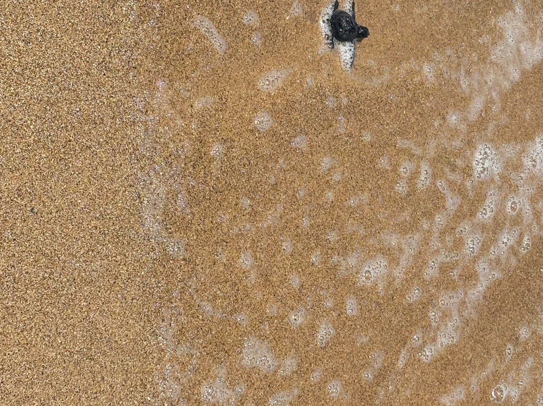 Sea Turtle Farm Galle Mahamodara-加勒必去景点