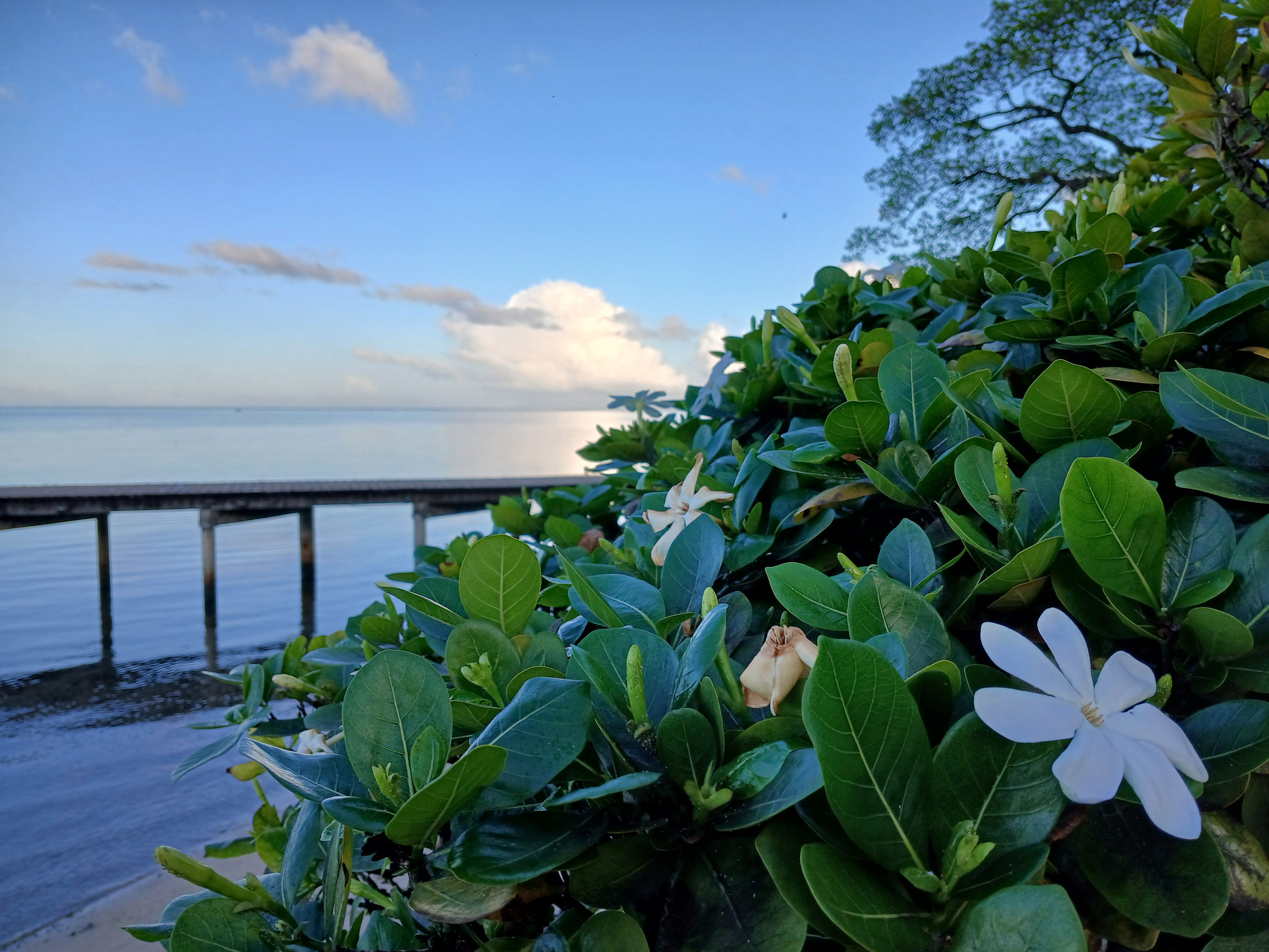 莫雷阿岛里那威海滩度假酒店-官方