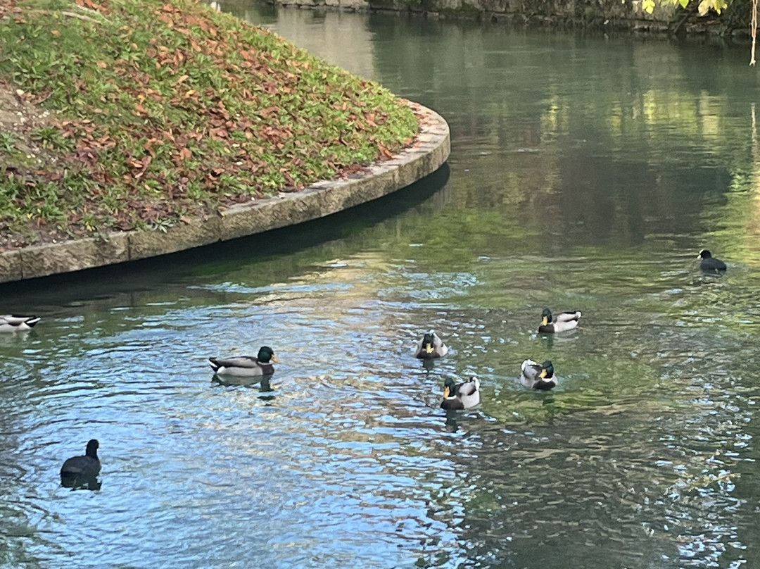 Isola della Pescheria-特雷维索必去景点