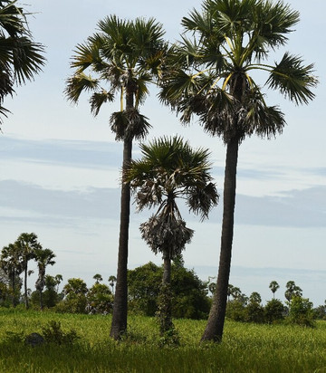 Green Frog Motorbike Adventure-暹粒必去景点