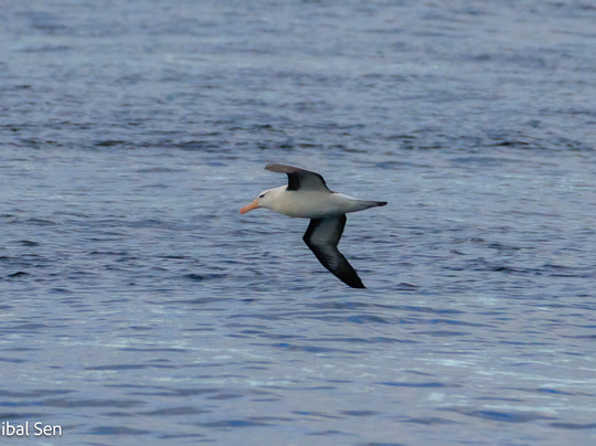 Birds Chile-巴拉斯港必去景点