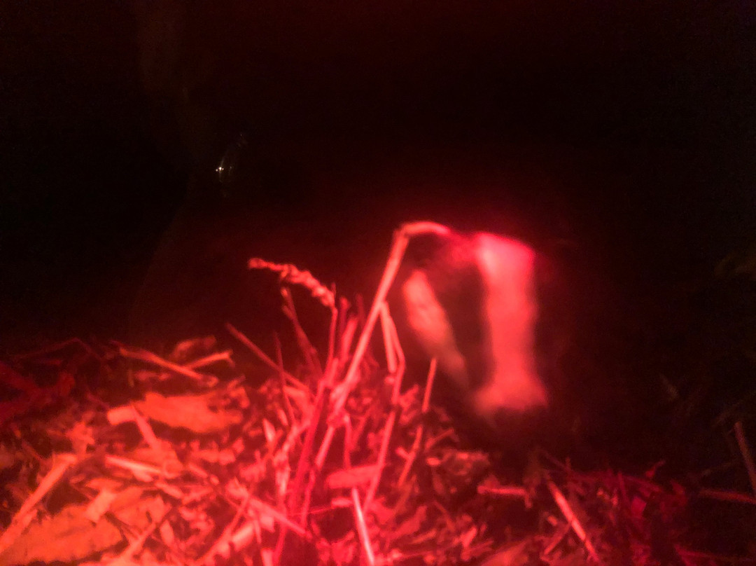 British Wildlife Centre-Lingfield必去景点