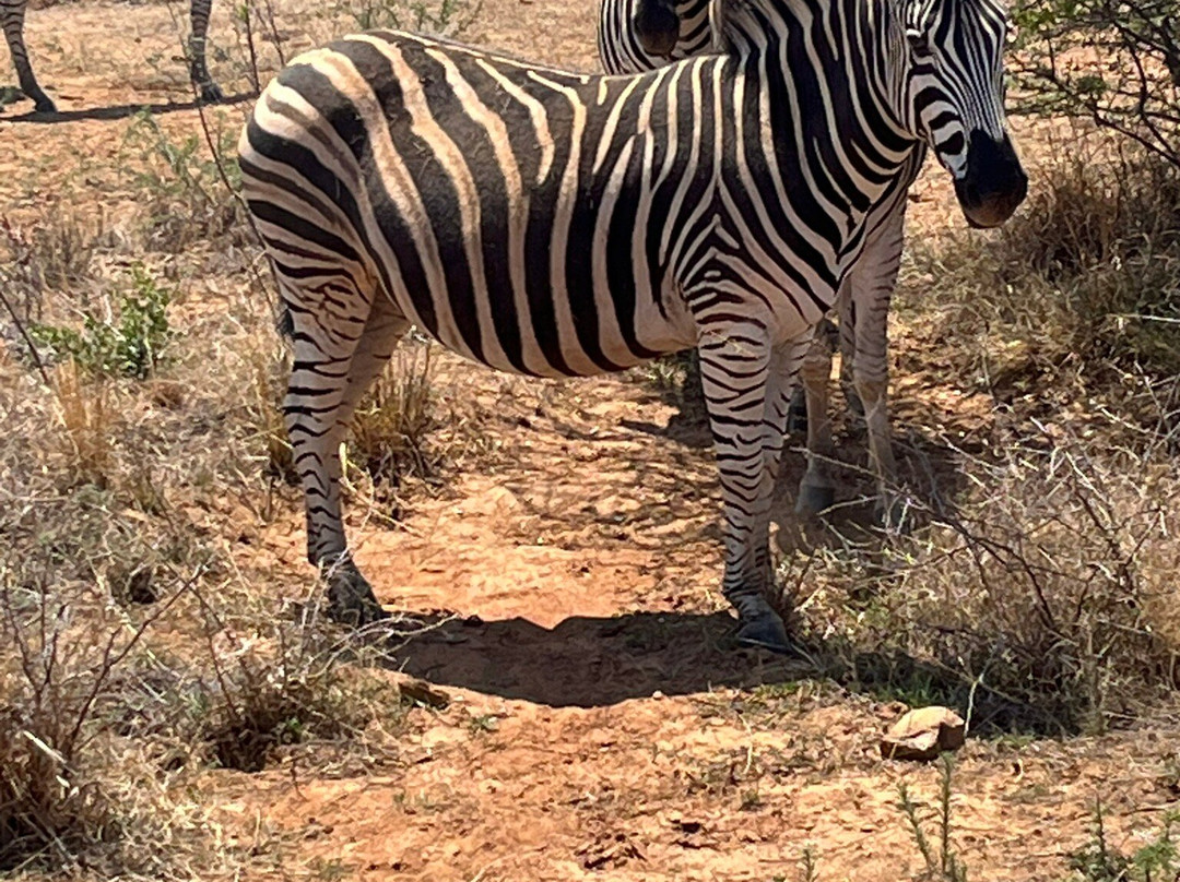 Safari With Us - Day Tours-约翰内斯堡必去景点
