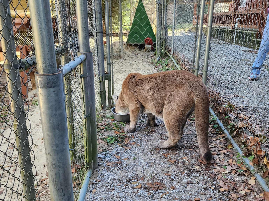 Bear Creek Feline Center-巴拿马城必去景点