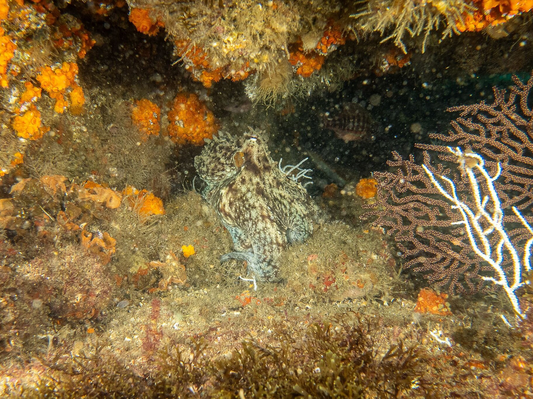 Diving With Nic-米哈斯必去景点