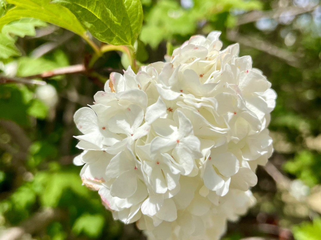 Former Immaculate Conception Church-Omeo必去景点