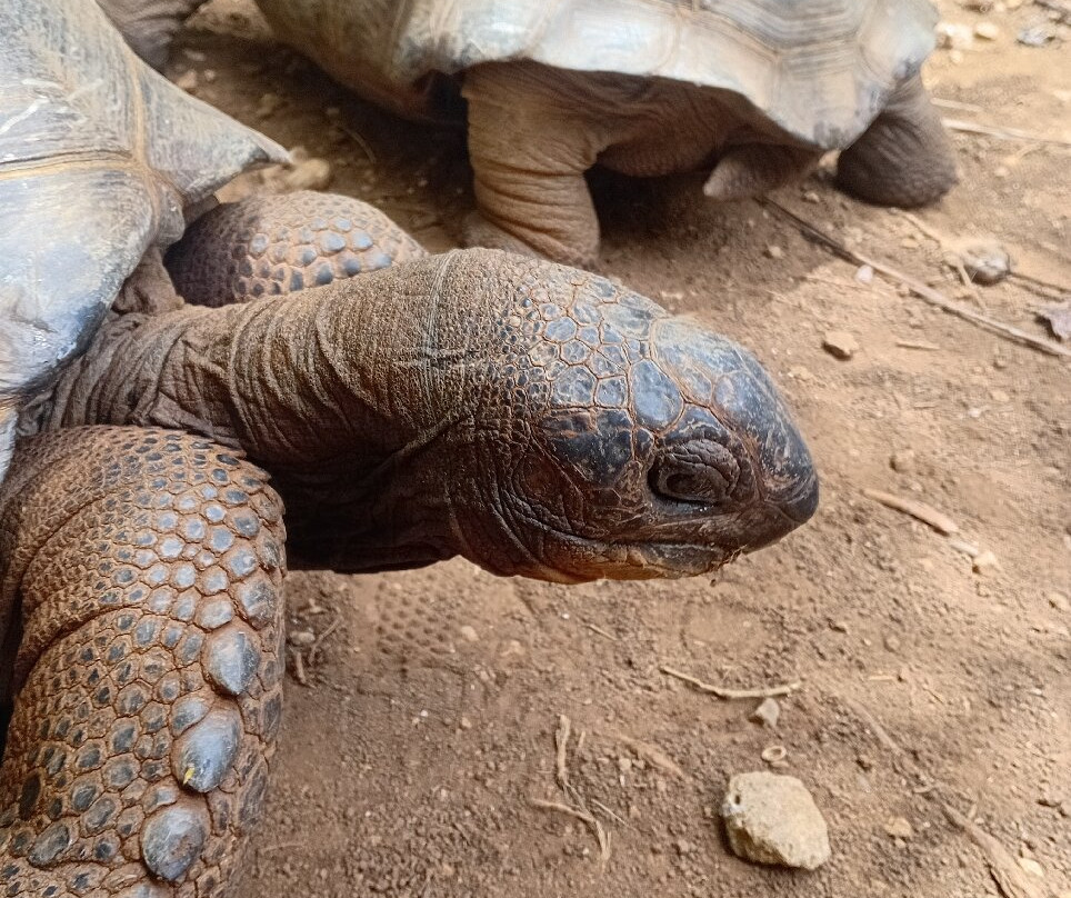 Grande Montagne Nature Reserve-罗德里格斯岛必去景点