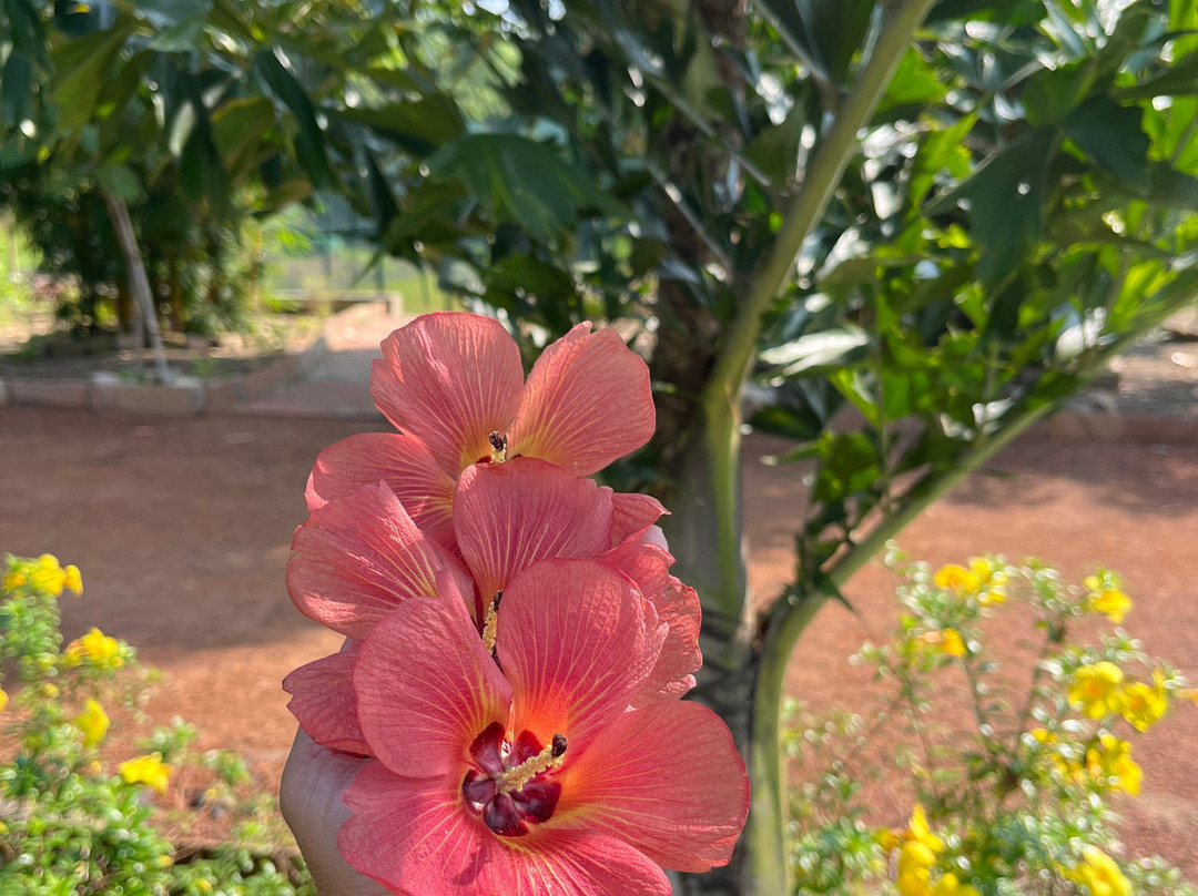 Tathastu Tadoba主图