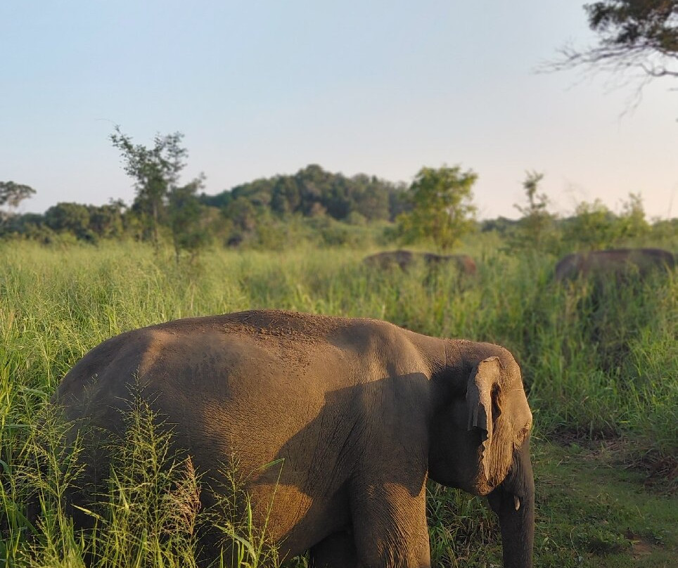 Royal Island Tours-尼甘布必去景点