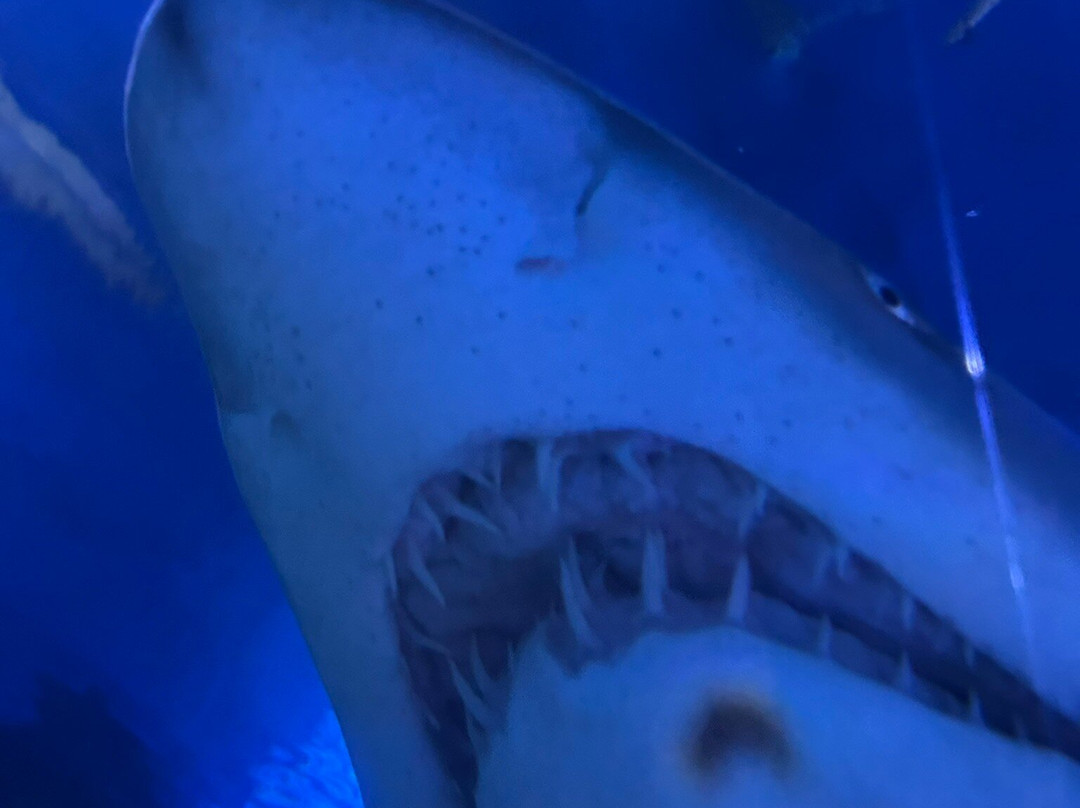 AQWA The Aquarium Of Western Australia-拉瑞斯必去景点