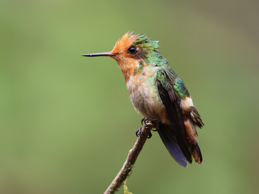 Peru Amazon Expeditions-Manu必去景点