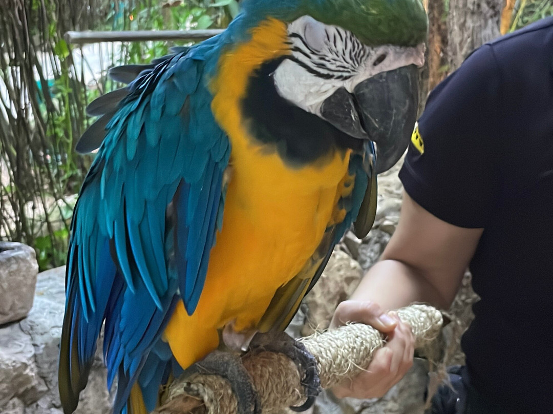 Croco Cun Zoo-从莫雷洛斯港必去景点