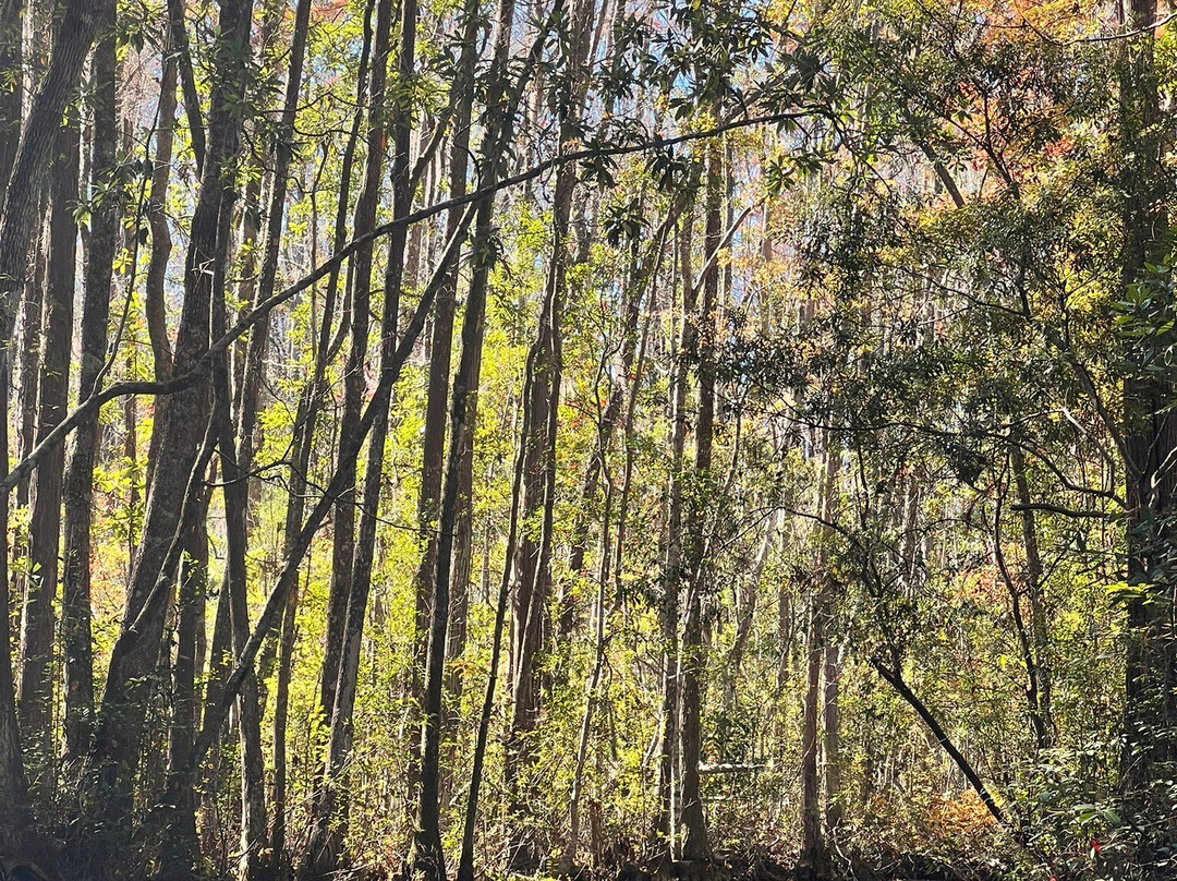Okefenokee Swamp Park-Waycross必去景点