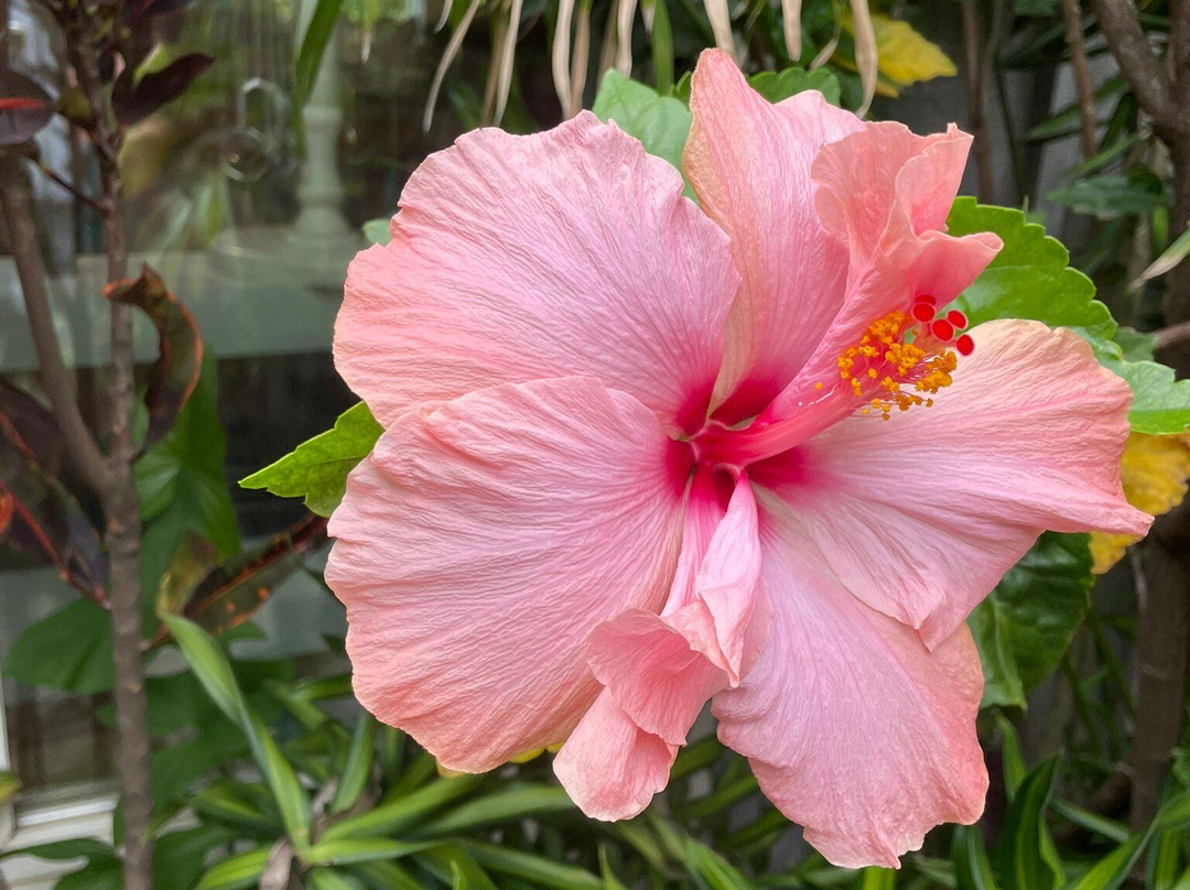 South Maui Gardens-基黑必去景点