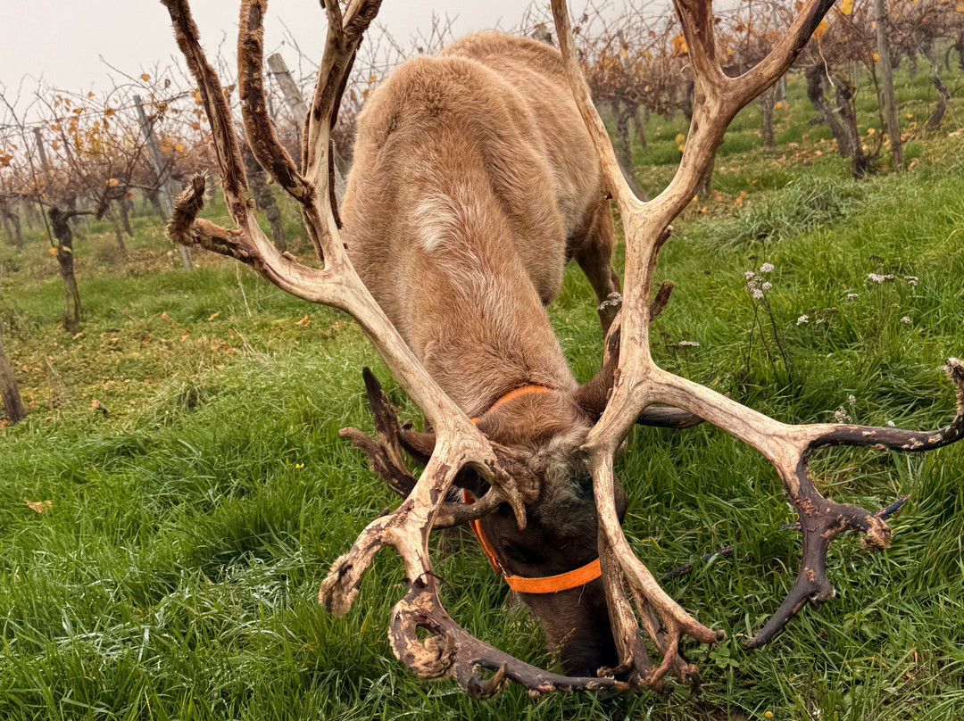 Rentieralm-Niederhausen必去景点