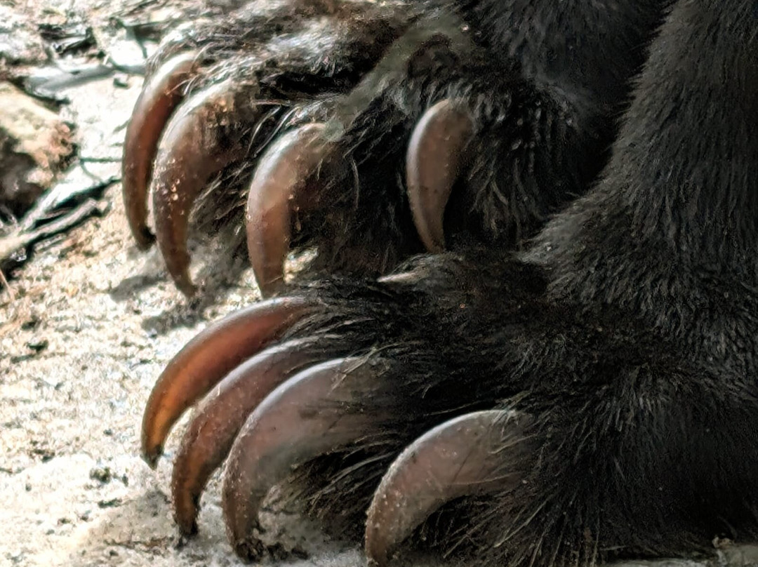 Wildlife Alliance-戈公必去景点