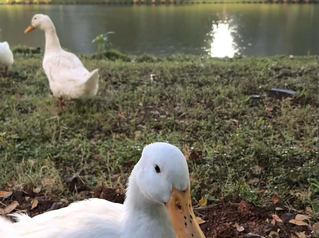 TungaBhadra Dam-浩斯培必去景点