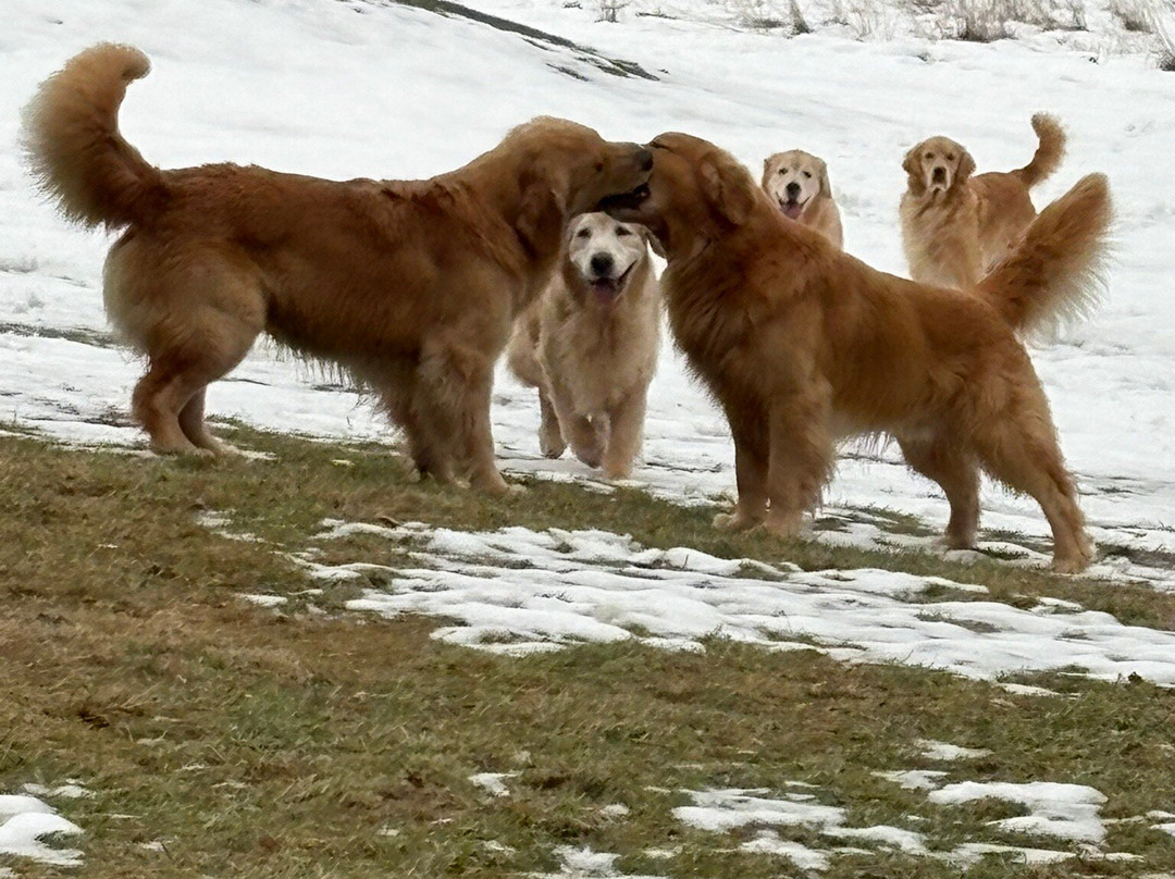 Golden Dog Farm-Jeffersonville必去景点