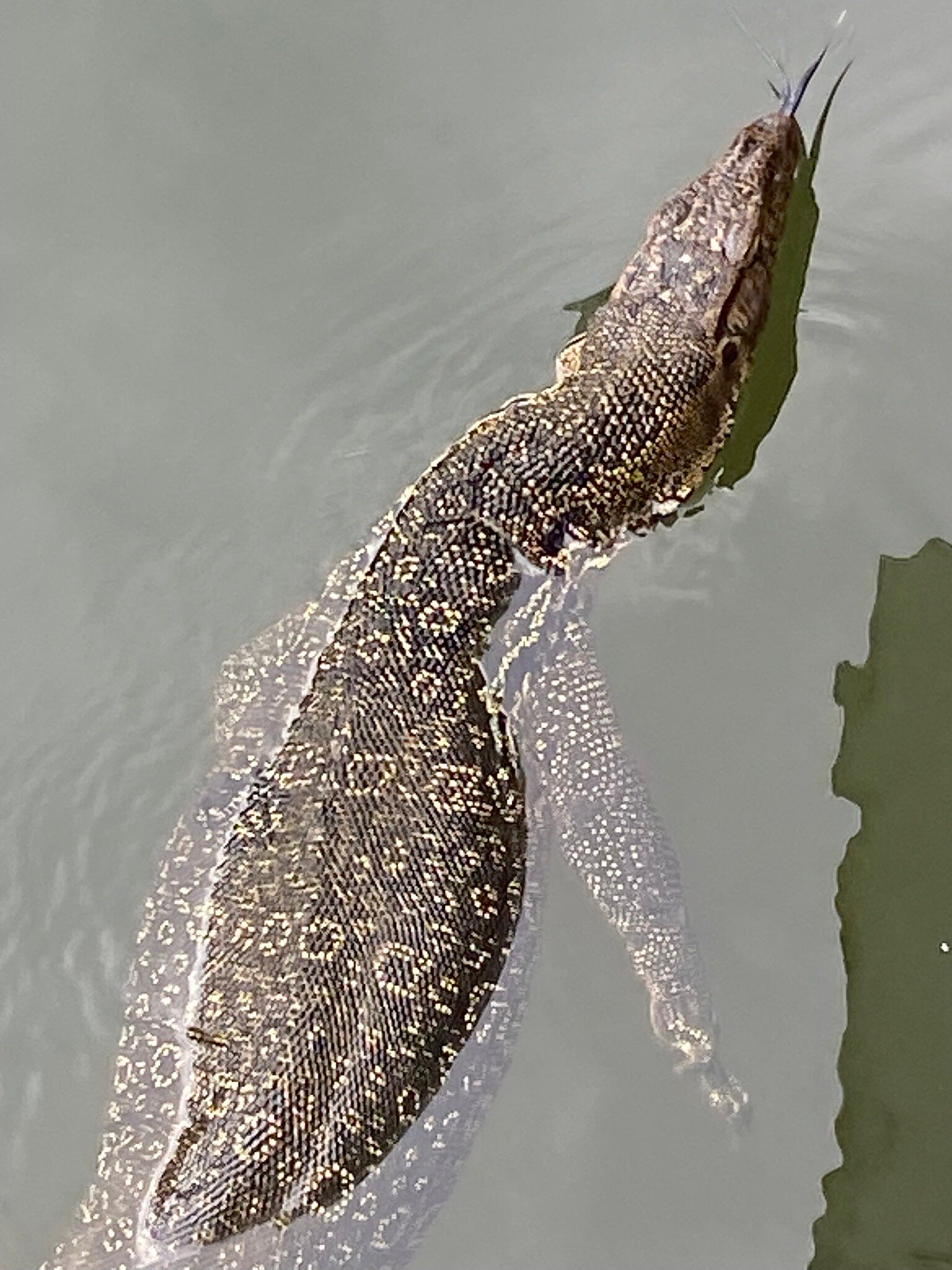 班雅兰温泉别墅-官方