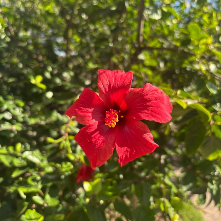 Castelo de Tavira-塔维拉必去景点