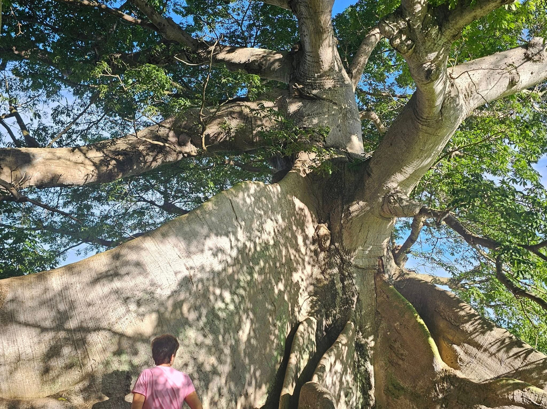 The Ceiba Tree Park