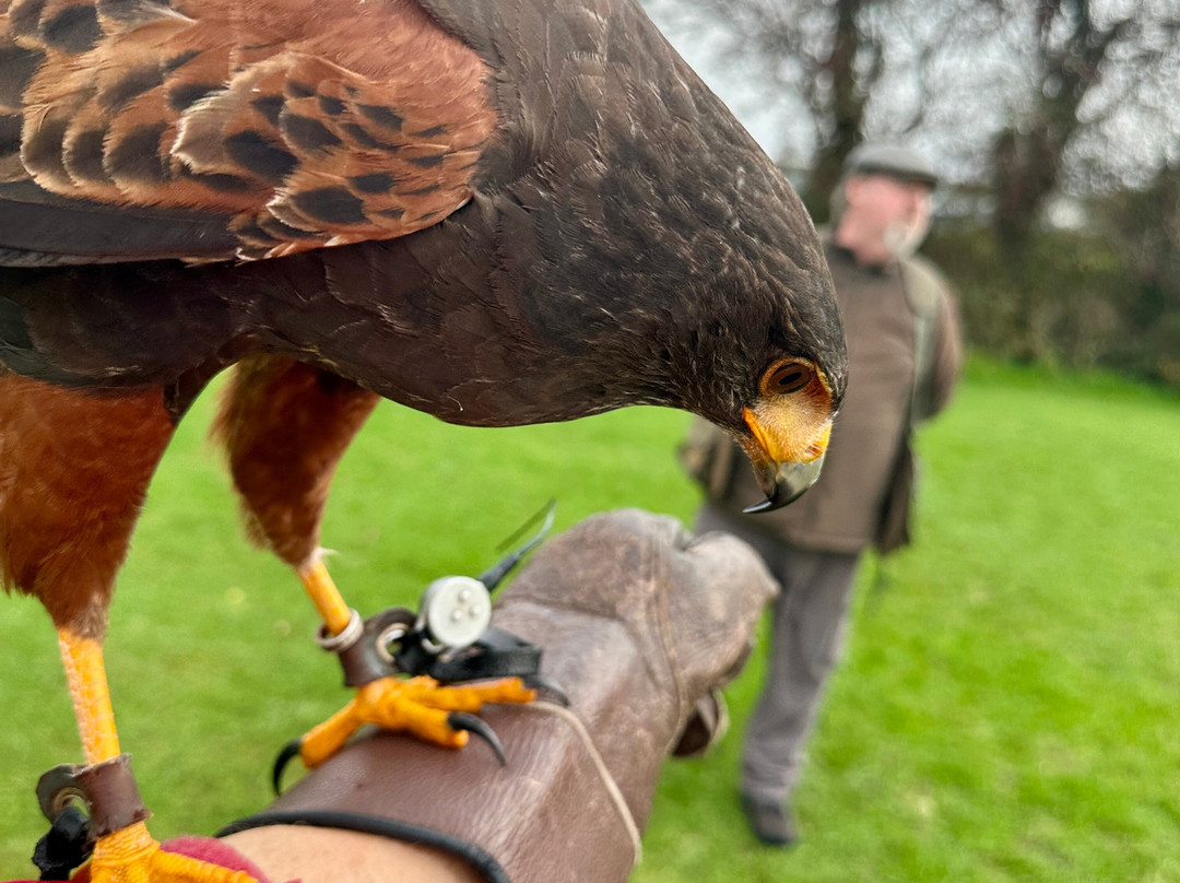 Falconry Kerry-基拉尼必去景点