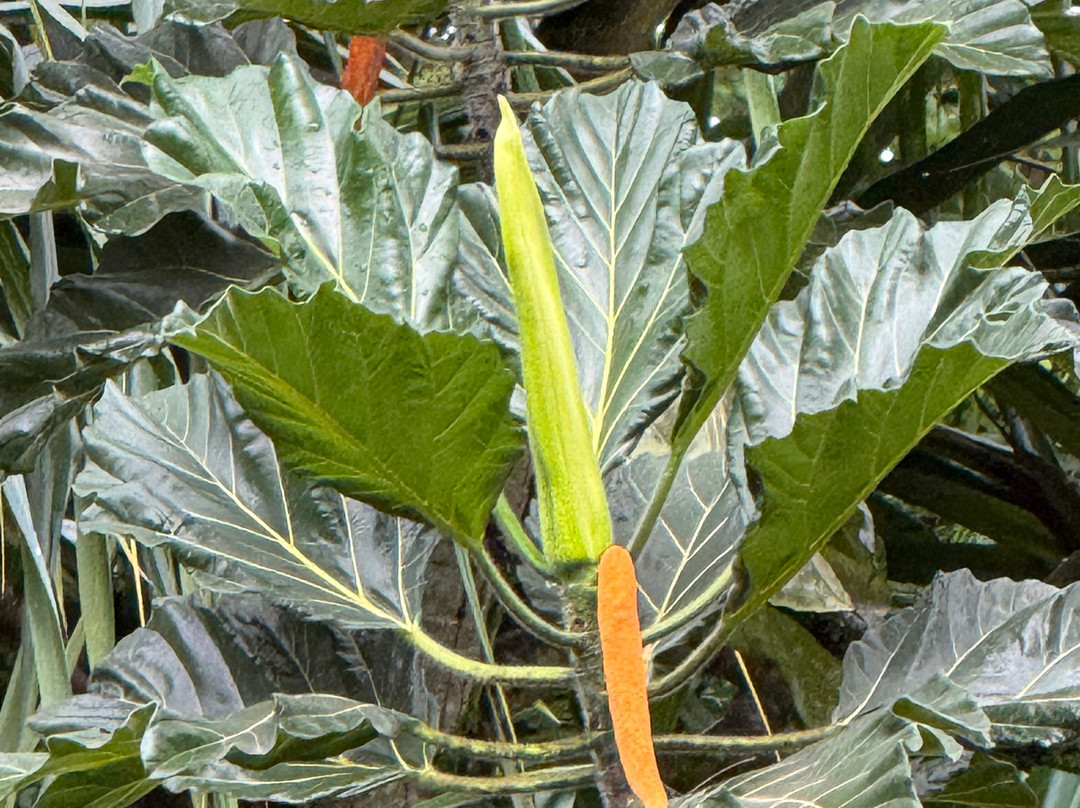 火玛卢霞植物园-卡内奥赫必去景点