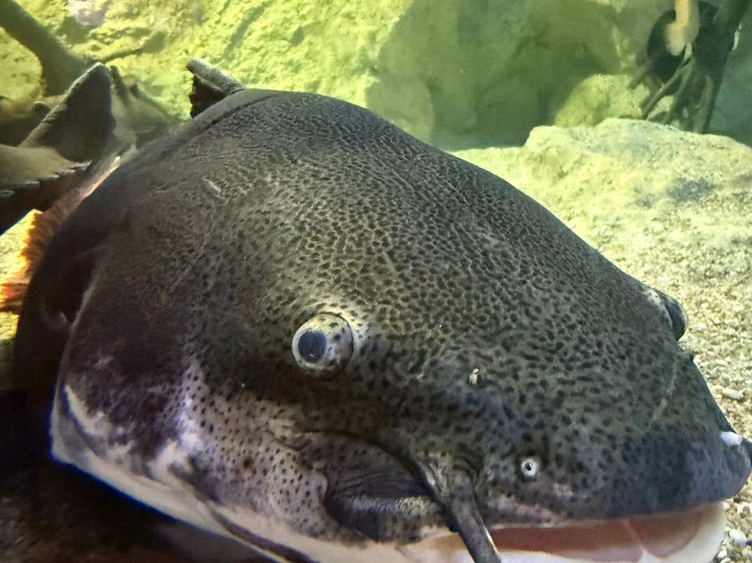 Aquarium du Limousin-利摩日必去景点