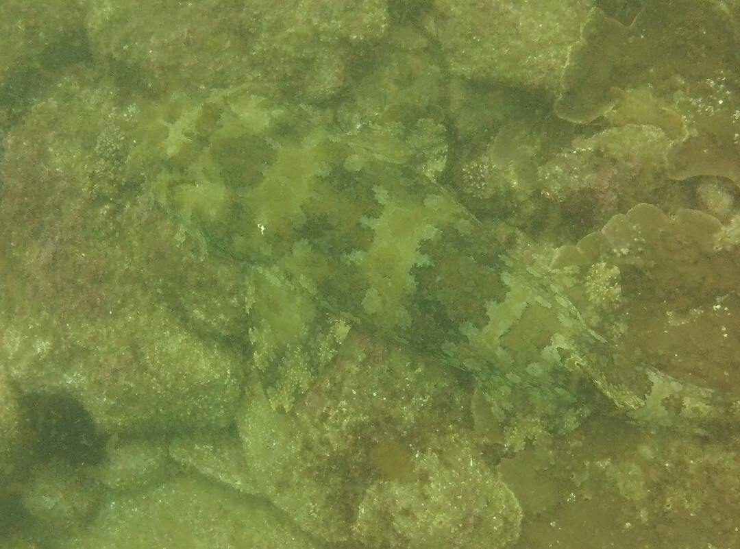 Gold Coast Dive Adventures-Runaway Bay必去景点