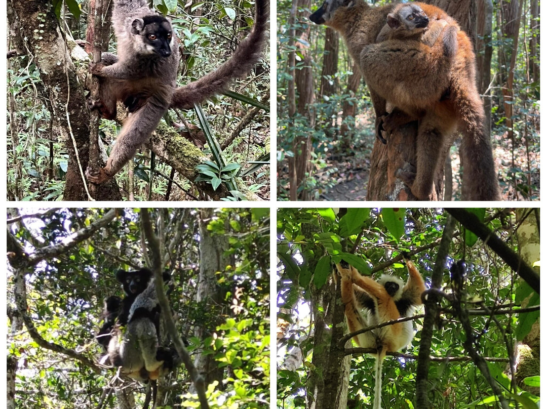 Lemur Tours-安塔那那利佛必去景点