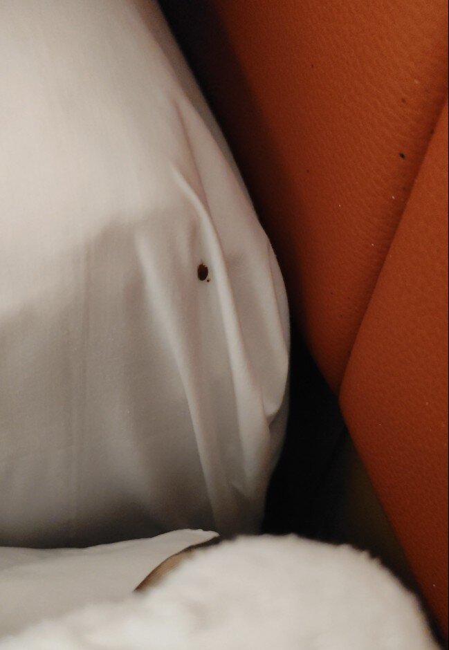 埃里卡酒店-客卧