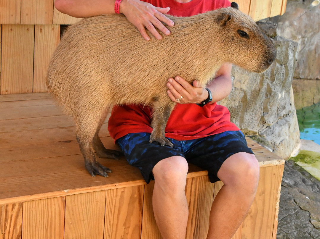 Amber Cove-普拉塔港必去景点