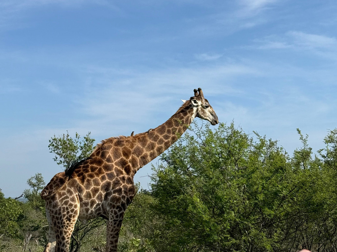 African Safari Group-开普敦必去景点
