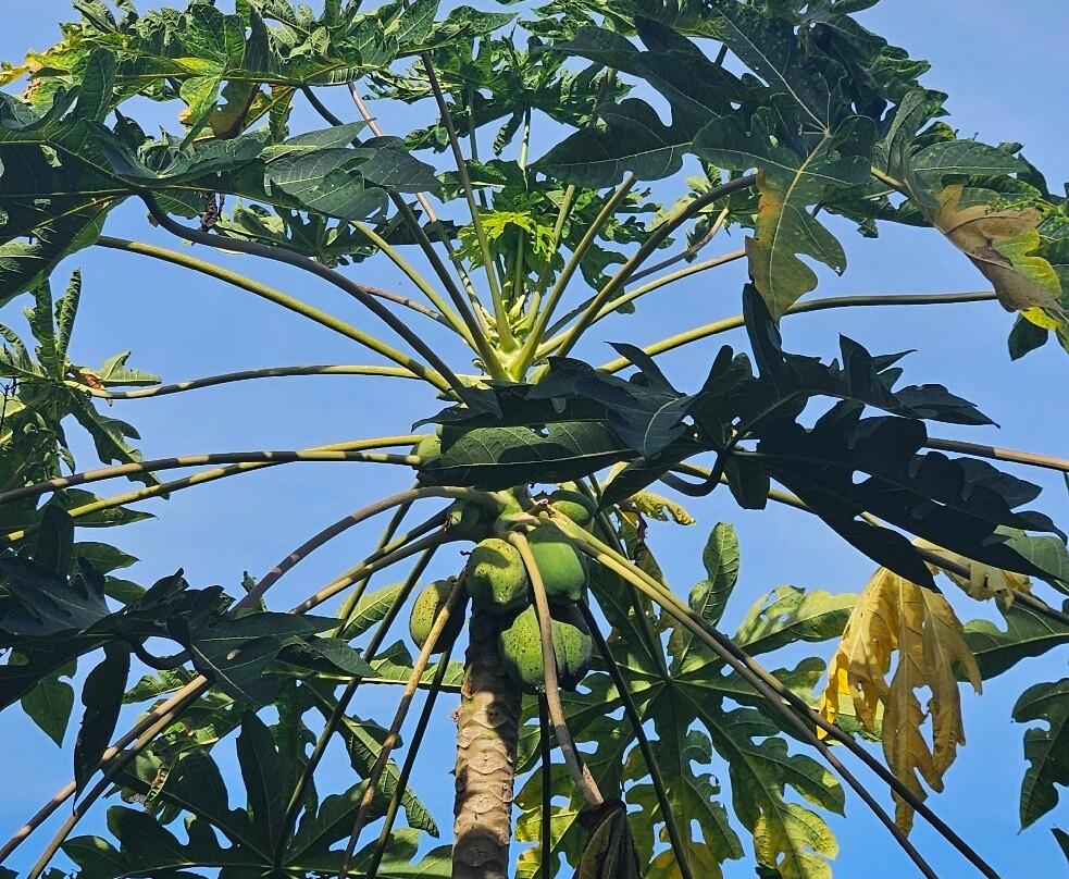 Hagia Sofia Sabiduría Sagrada-Santa Cruz Huatulco必去景点