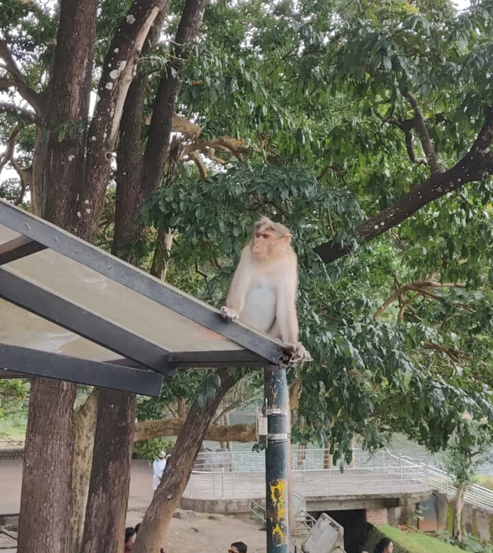 Periyar Cabs-Kumily必去景点