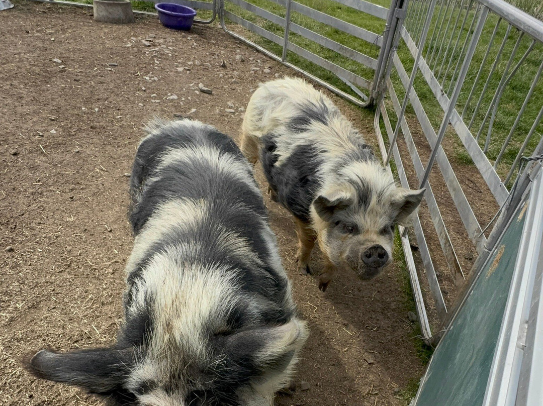 Lake Tekapo Petting Zoo
