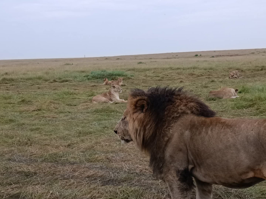 Flexivel Kenya Safaris-内罗毕必去景点