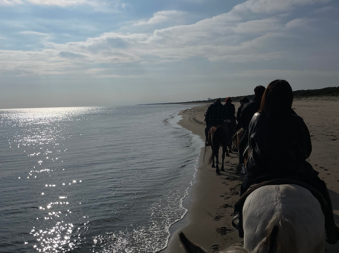 Family Horses 373-5361953-Marina di Ginosa必去景点