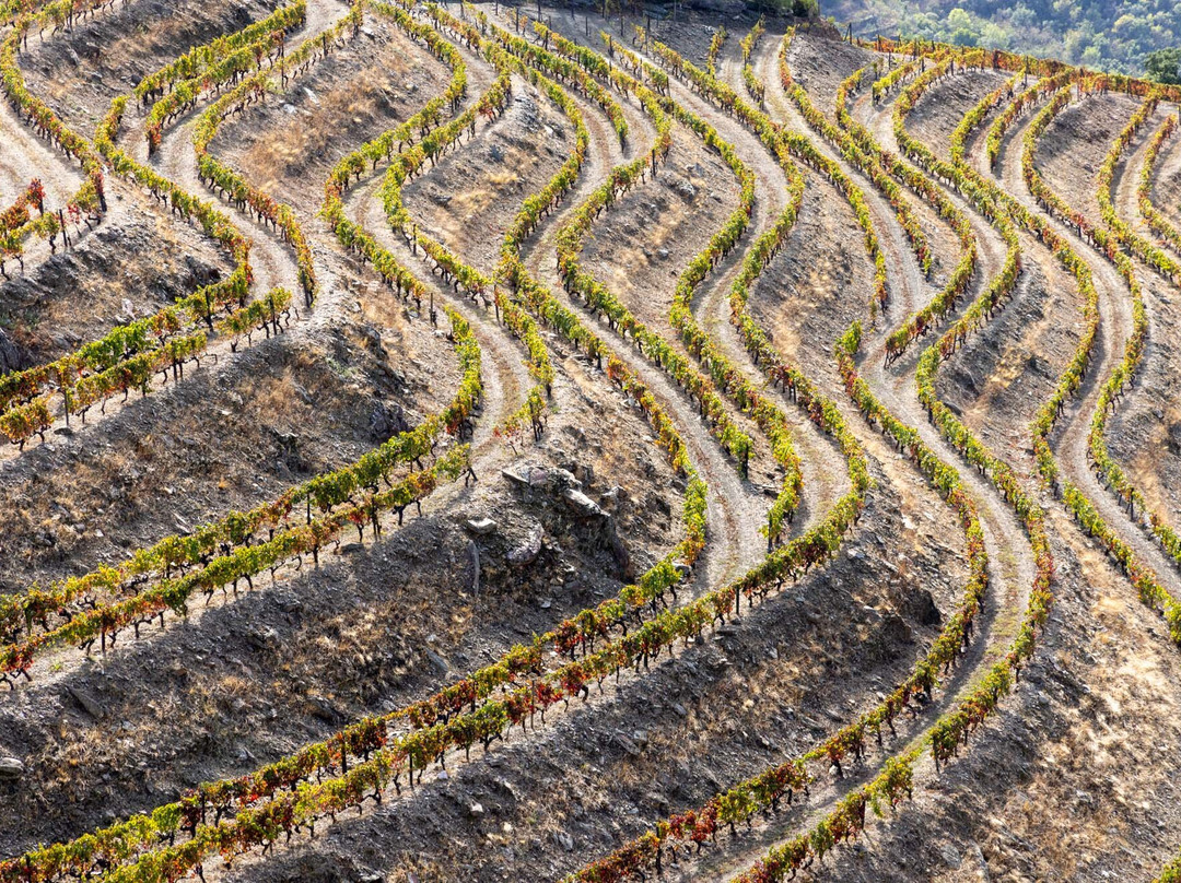 Douro Walks-Ervedosa do Douro必去景点