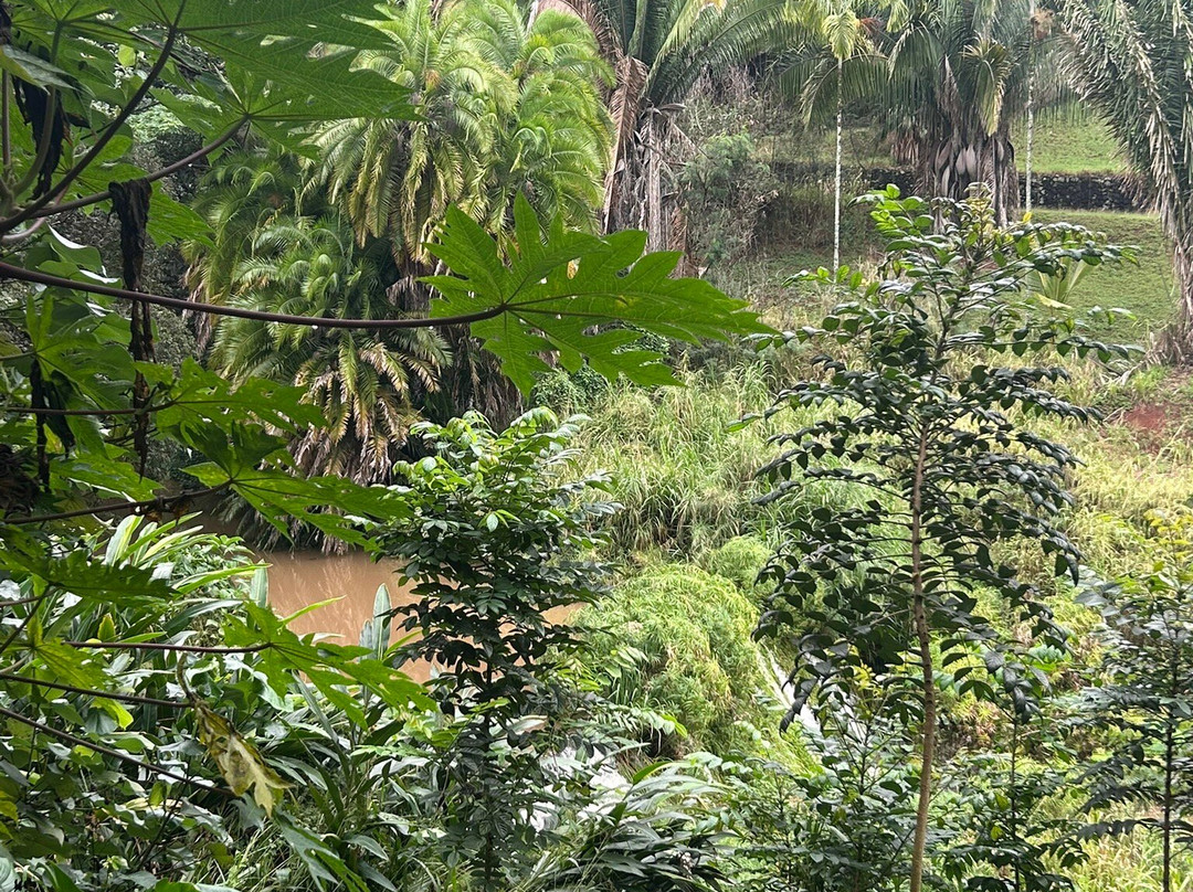 麦克布莱德花园-坡伊普必去景点