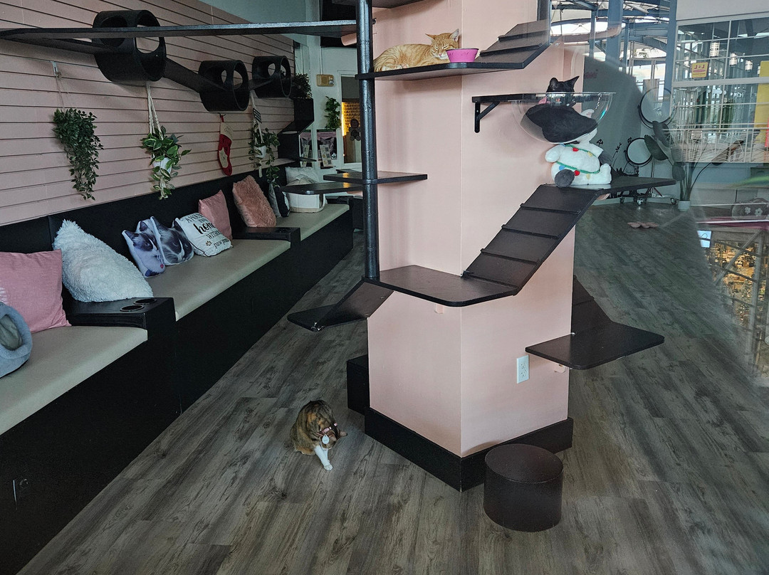 Cat Cafe Maui-卡胡卢伊必去景点