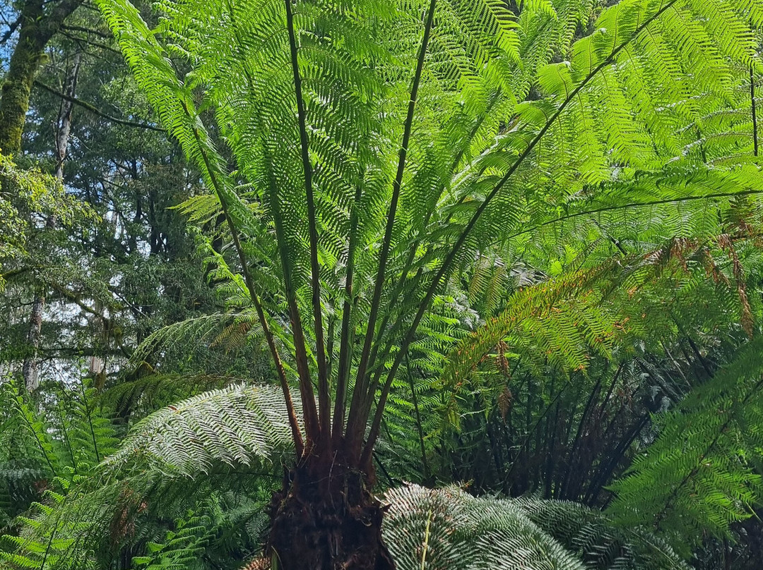 梅茨雷斯特热带雨林-阿波罗湾必去景点