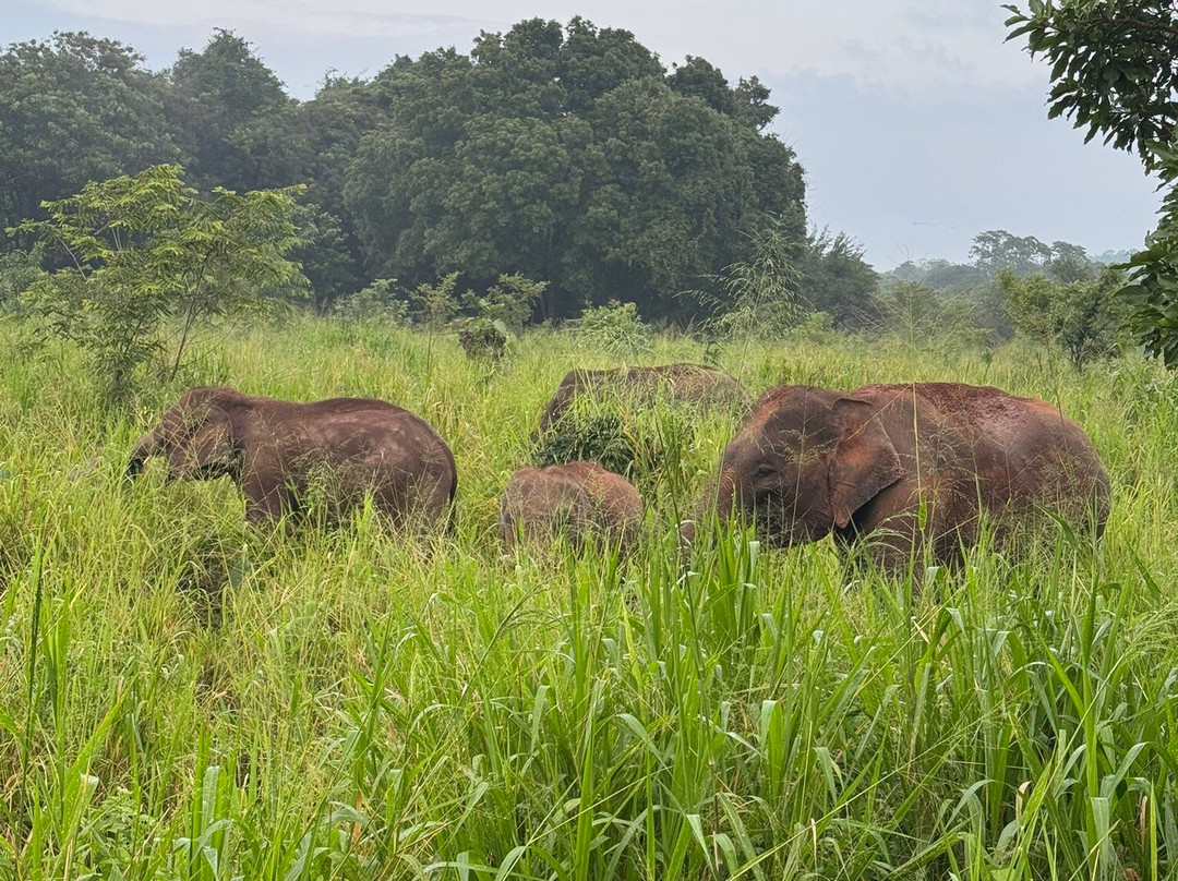 Lakshan jeep safari habarana-哈巴拉娜必去景点