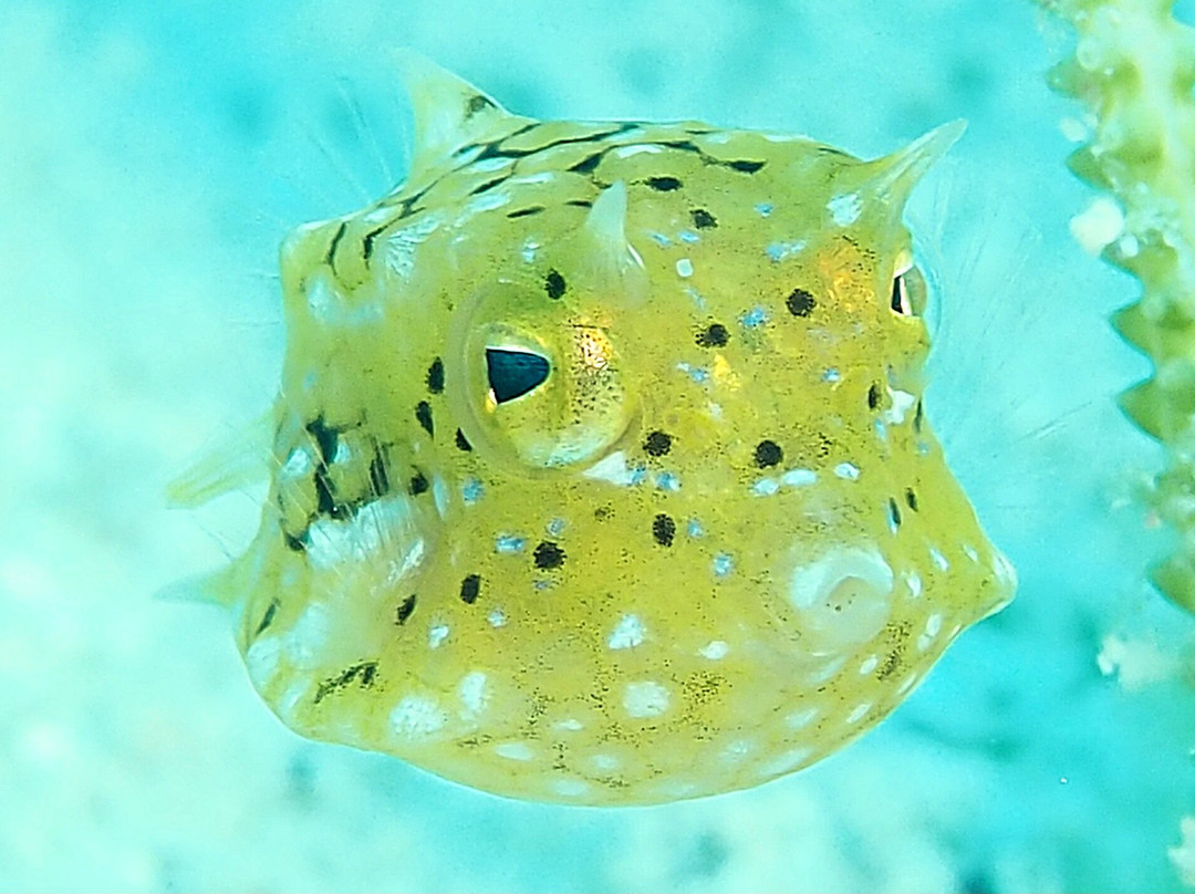 Orca Dive Club - Pereybere-Pereybere必去景点