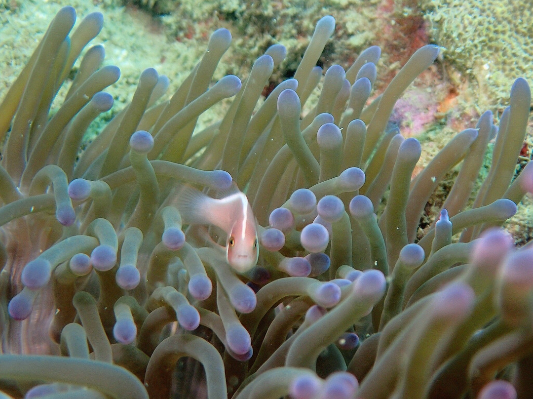 Bubbles Up! Dive center-高龙撒冷岛必去景点