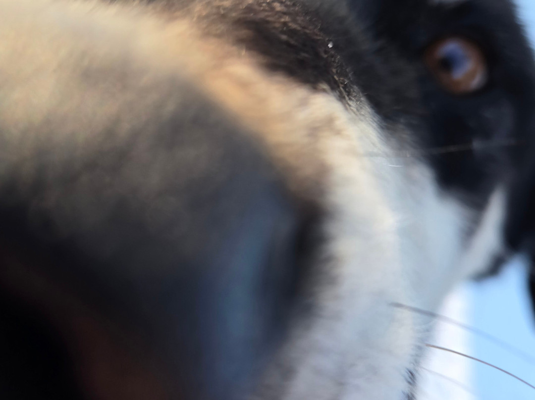 Chilly Dogs Sled Dog Trips-伊利必去景点