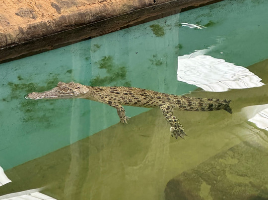 Shark And Ray Rescue Centre-Bobs Farm必去景点
