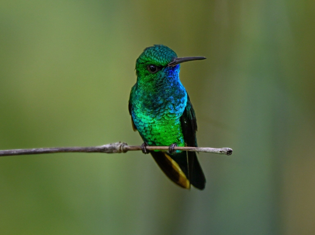 Bajnath's Estate Hummingbird Sanctuary-Matura必去景点